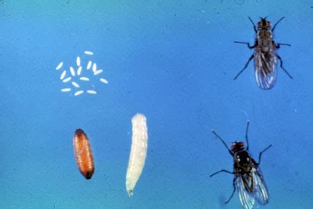 Cabbage Maggot | Wisconsin Vegetable Entomology