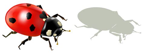 Ladybird Insect Graphics Encapsulated Postscript Free Transparent Image ...