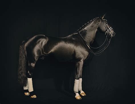 Andreas Mühe - Pathos als Distanz: Überblick über das OEuvre des ...