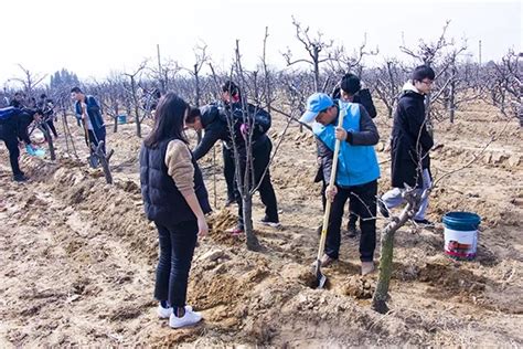 植树节｜春暖花开，绿意盎然～-恒北村_大丰恒北村官网_中国恒北村_全国最大的早酥梨早酥梨商品生产基地