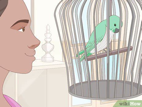 Image result for Bird Training Discrimination Task