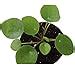 Raffy's Pilea Peperomioides Indoor Plants for Living Room - Chinese ...