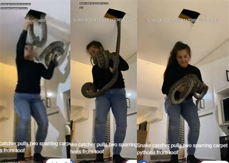 Image result for Python Catcher