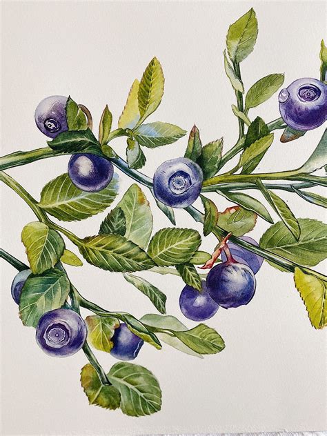 Blueberries | Bush drawing, Oil painting inspiration, Botanical ...