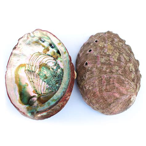 Abalone Seashells, Blue Green Abalone, Red Abalone • California ...