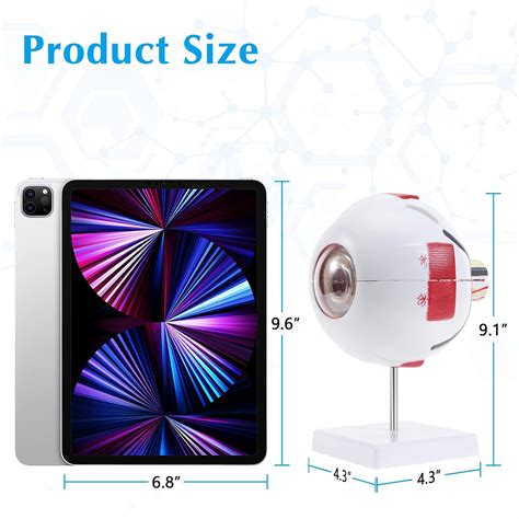 Buy SKUMOD Eyeball Anatomical Model, Detachable Eyeball Model 7 Parts ...