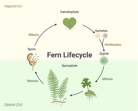 Fern Reproduction Cycle