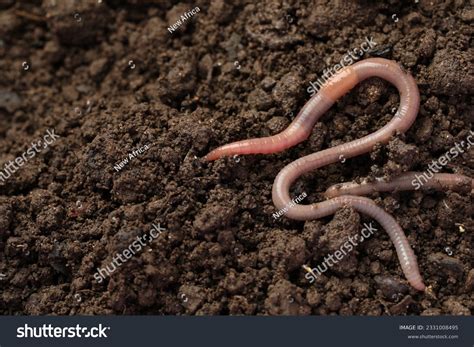Earthworms Pictures
