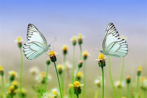 do insects feel pain? | peta2