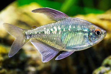 List of Types of Tetras for Your Aquarium With Pictures