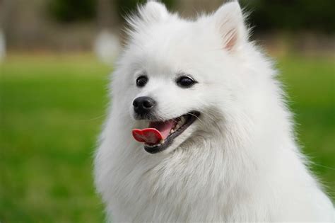 Behavior Of Japanese Spitz