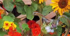 dove si comprano i fiori di bach fiori commestibili scopriamo le ricette pi 249 originali e dove si comprano i fiori di bach fiori commestibili scopriamo le ricette pi 249 originali e