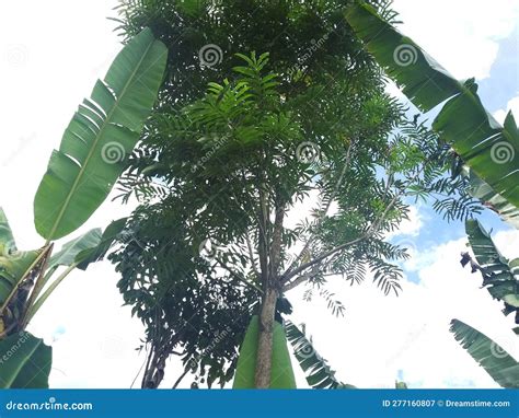 Image result for Sungkai Tree West Java