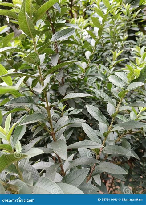 Image result for Dwarf Guava Tree