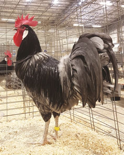 Image result for Adaptable Animals