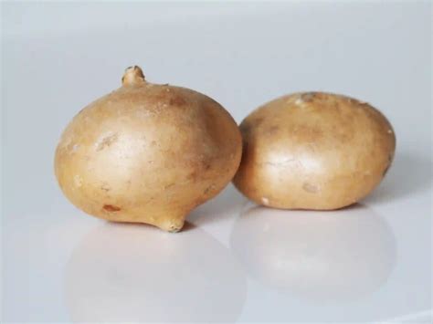 Can Babies Eat Jicama