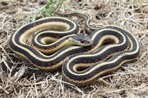 Garter Snakes - NH Audubon