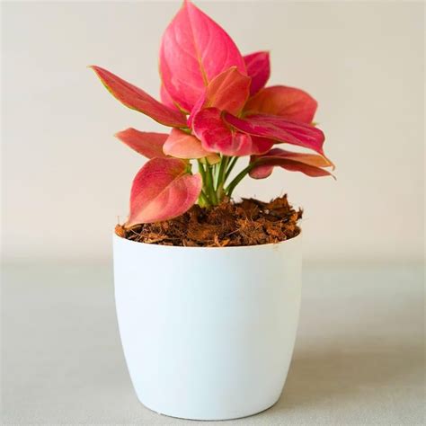 Aglaonema Pink Beauty Plant – Araku plants