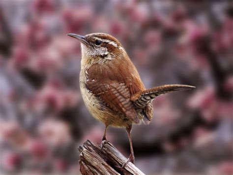 Birds: Carolina Wren