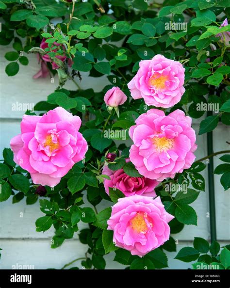 Climbing roses hi-res stock photography and images - Alamy