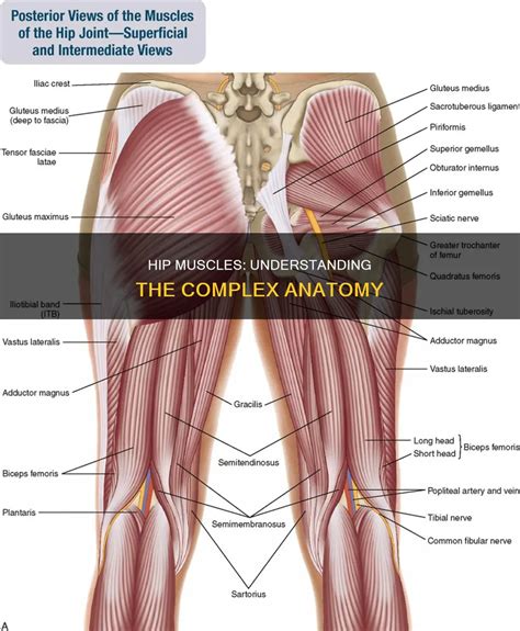 Hip Muscles: Understanding The Complex Anatomy | CyVigor