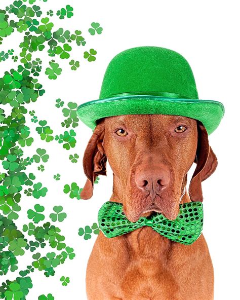 St. Patrick's Day Dog Costumes & Clothes