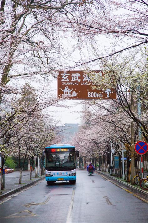 鸡鸣寺的樱花开了是什么意思?不可能的事情发生了(浪漫色彩)_奇趣解密网