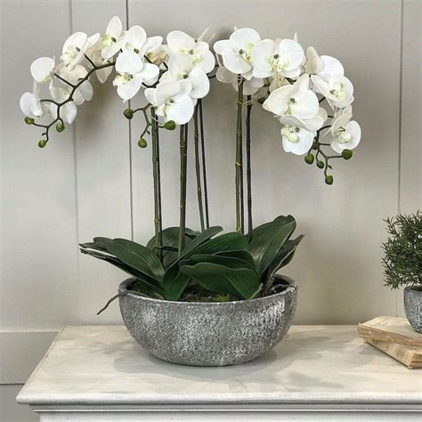 White Orchid Phalaenopsis Plants In Stone Look Bowl | White orchids ...