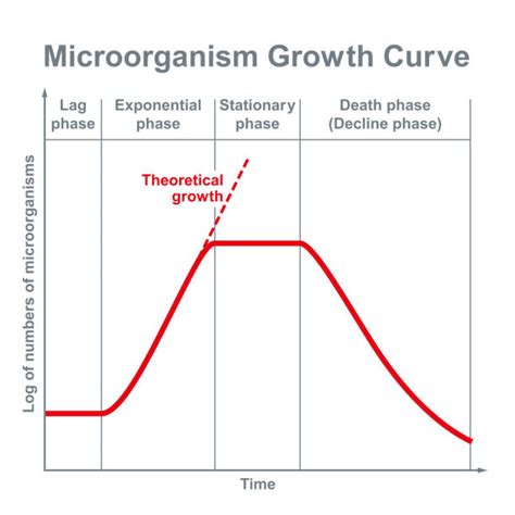 Image result for Exponential Phase Graph