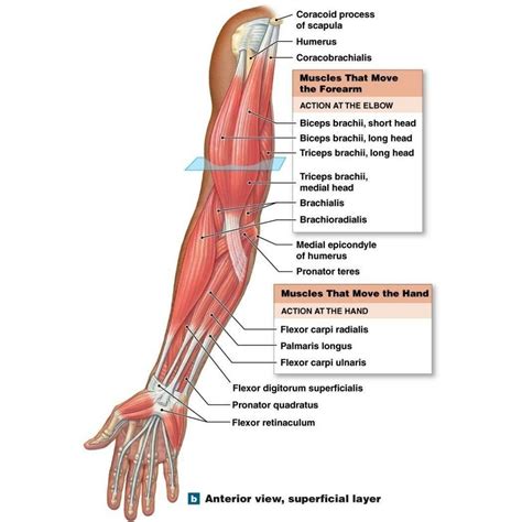 Image result for Functions of Muscles