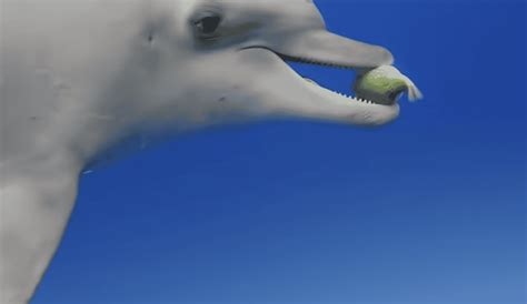 Dolphins and Their ‘Puff’ Addiction- What Is Going On Underwater ...