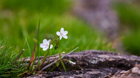 Download wallpaper 1920x1080 flower, petals, spring, grass, macro full ...