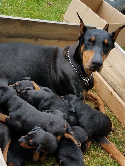 Doberman Pinscher Puppies For Sale | Brownstown Charter Township, MI ...