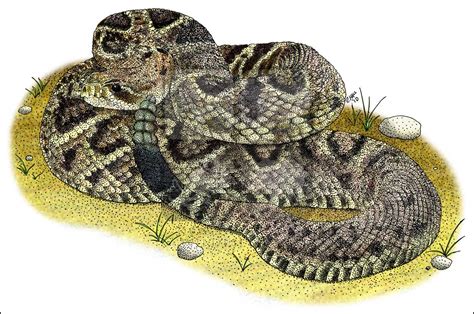 Diamondback Rattlesnake Drawing at PaintingValley.com | Explore ...