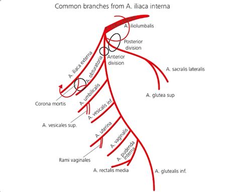 Branches of internal iliac artery, 2025