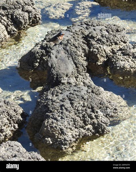 Stromatolites in western australia hi-res stock photography and images - Alamy