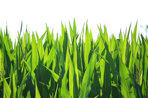 Corn Field Vector 的图像结果