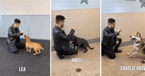 Magic Tricks for Dogs 的图像结果