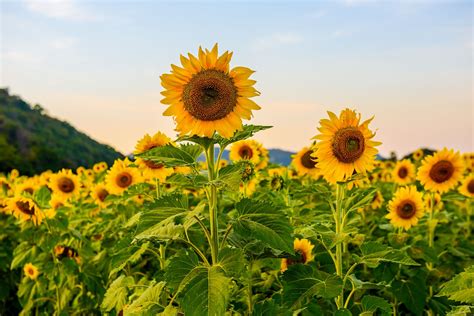 From Seed to Bloom: Your Comprehensive Guide to Growing Sunflowers ...