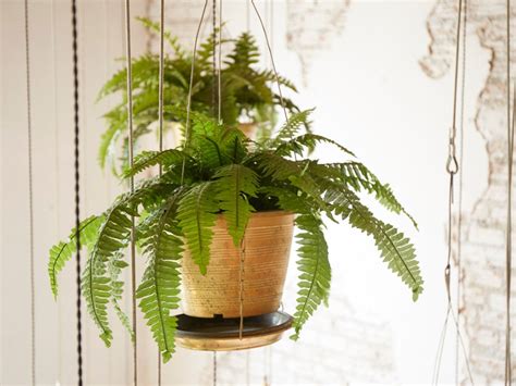 Indoor Fern Care: How To Care For Ferns As Houseplants