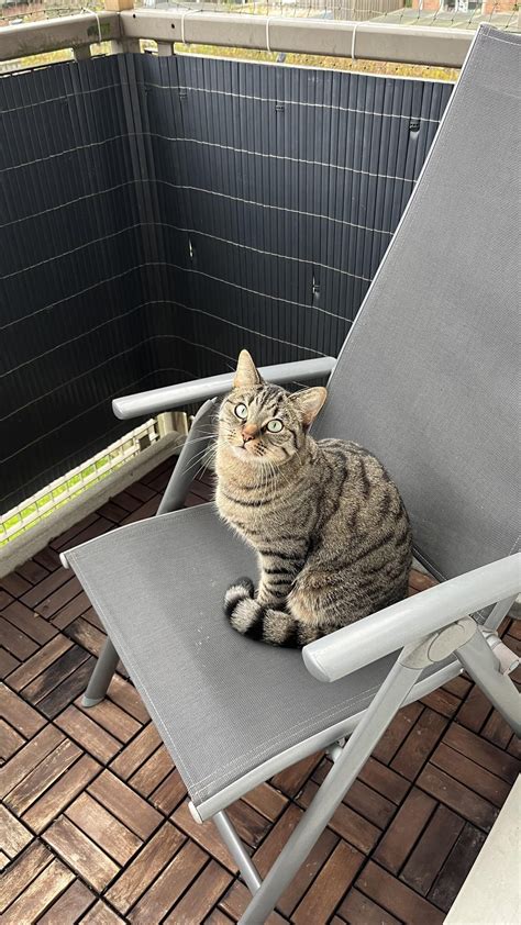 Rate my car. Makes loud noise, drifts and accelerates like hell : r/CatGenetics