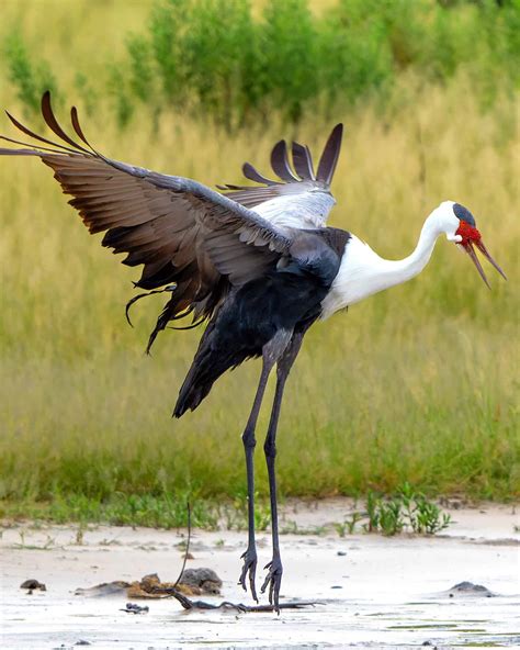 36 Unique Birds With Long Necks