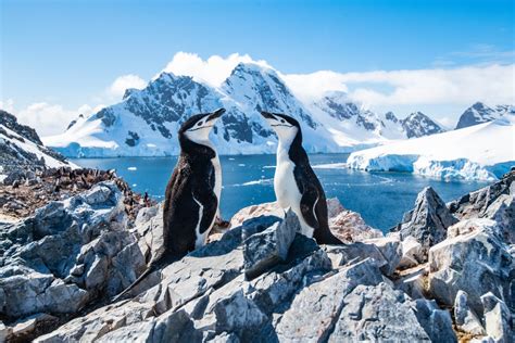 When Is the Best Time to Visit Antarctica? | Celebrity Cruises