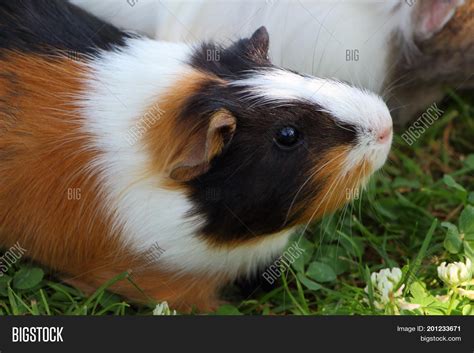 Black White And Brown Guinea Pig - img-daisy