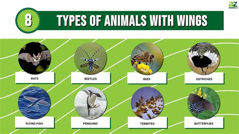 Not Just Birds: Here Are 8 Types of Animals with Wings - A-Z Animals