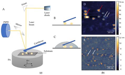 Image result for Atomic force microscopy AFM Principles