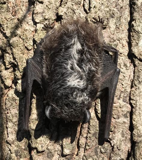 October Species Spotlight: Silver Haired Bat & White Nose Syndrome ...