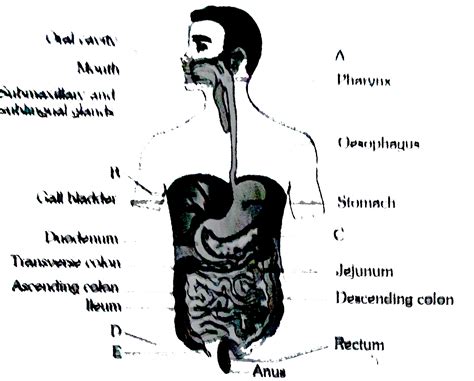 The given figure shows the human digestive system. Identify A, B, C,D ...