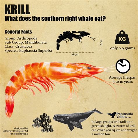 What does the southern right whale that can be seen in Peninsula Valdés ...