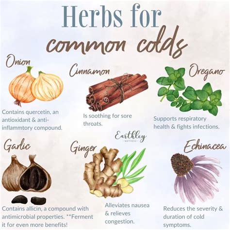Best Herbs To Beat The Common Cold Fast
